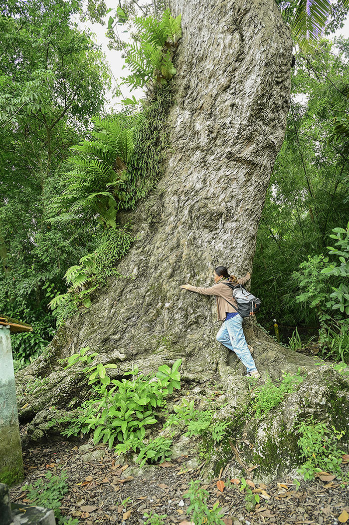 Cây dầu rái rất lớn, có thể phải đến 8-9 người ôm mới trọn thân cây. Ảnh Nguyễn Minh. 