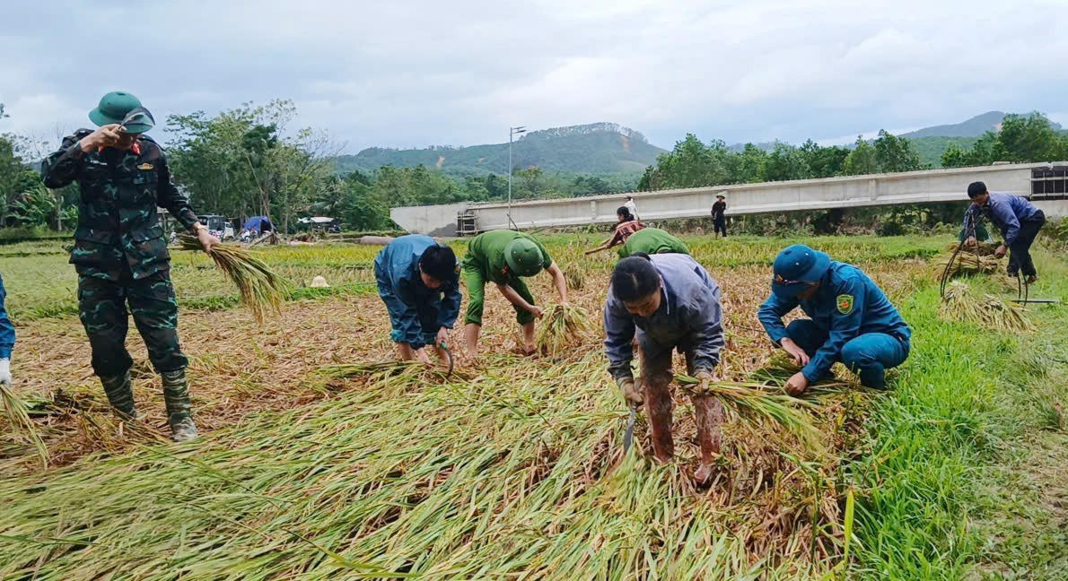 Trước tình hình đó, ngày 28/9, gần 50 cán bộ Công an xã và tổ ANTT ở cơ sở đã cùng lực lượng quân sự, thanh niên, phụ nữ đã khẩn trương xuống đồng gặt lúa giúp bà con Ná Mén, bảo vệ thành quả lao động trước thiên tai. Ảnh: Đình Minh
