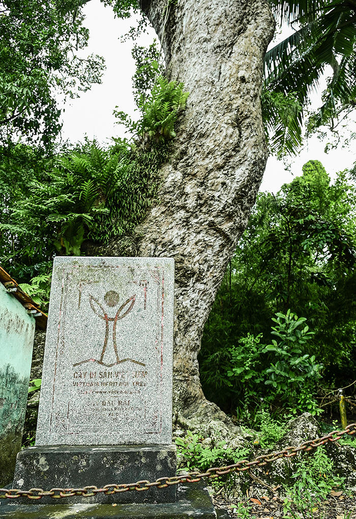 1.    Tấm bia đá công nhận cây dầu rái ở xã Cô Tô là cây di sản Việt Nam. Ảnh Nguyễn Minh