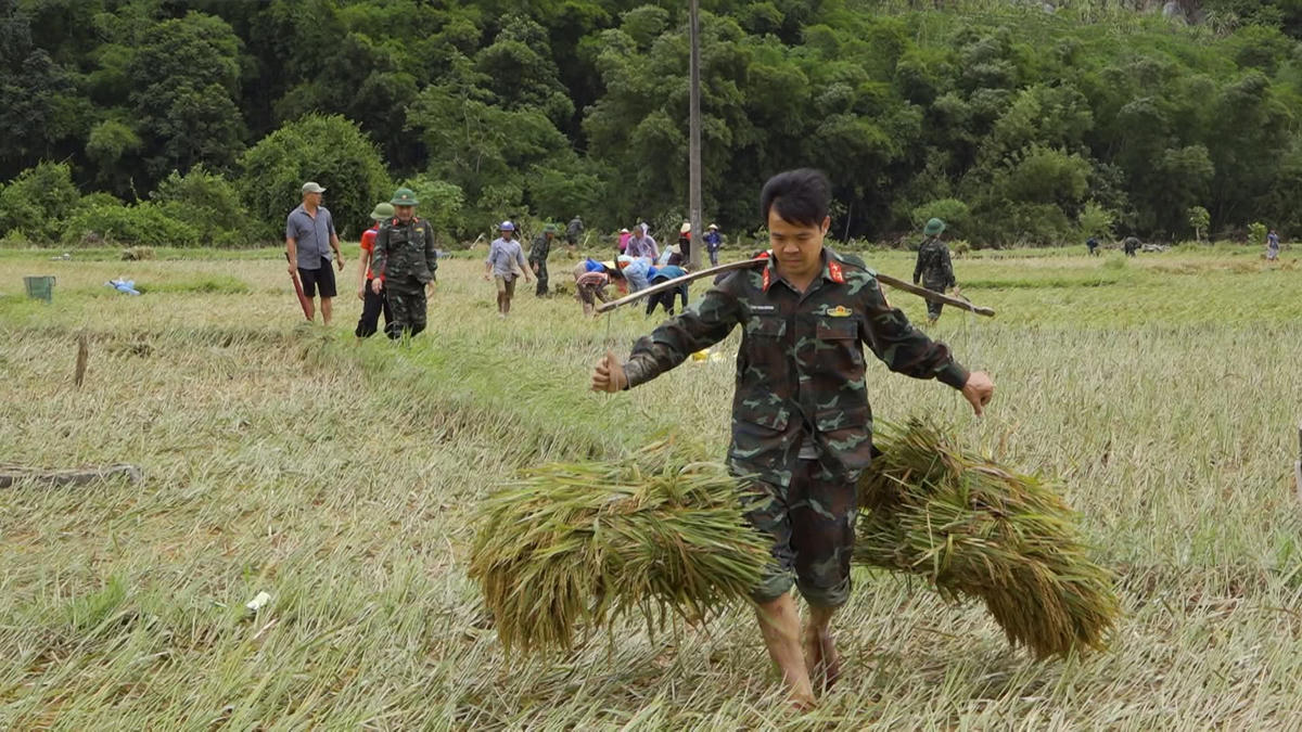 Cùng với giúp người dân di chuyển đến nơi an toàn, Bộ CHQS tỉnh Thanh Hóa đã huy động hàng trăm cán bộ, chiến sĩ xuống đồng giúp bà con các địa phương gặt lúa chạy bão. Ảnh: Lính xứ Thanh