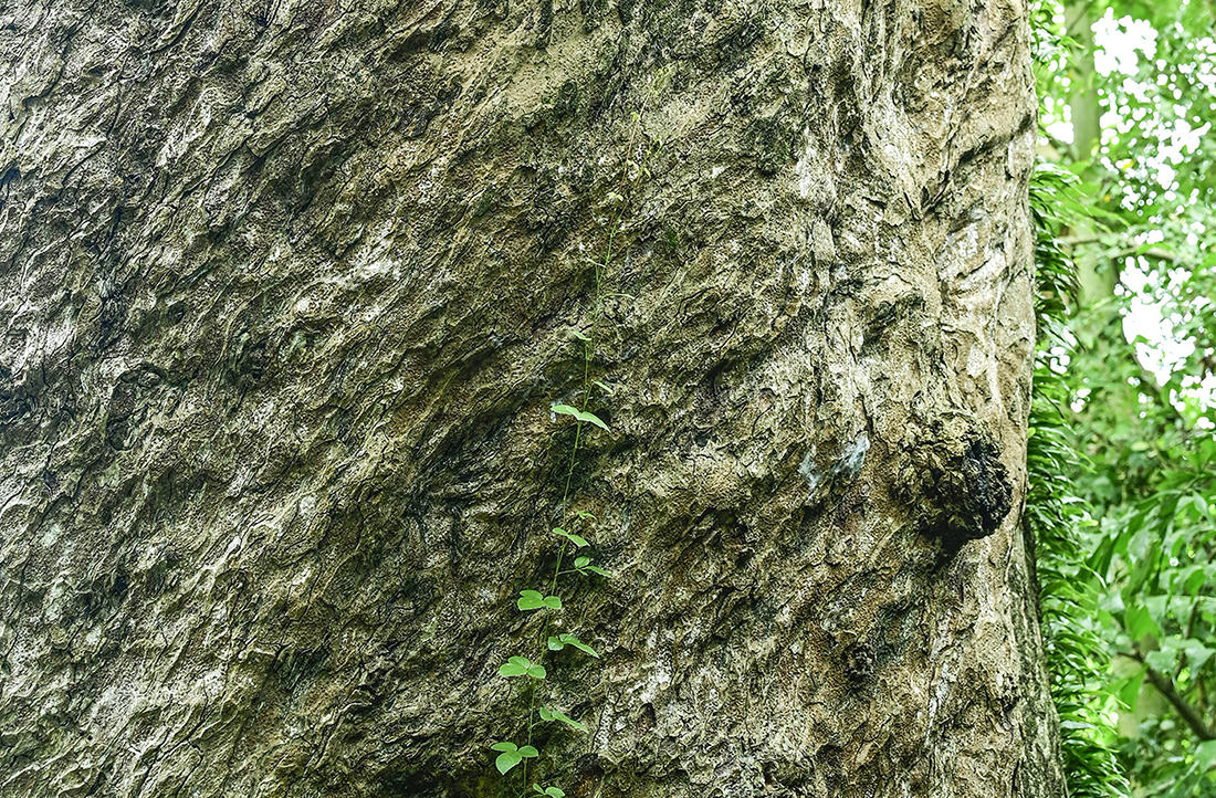 Da cây cứng cáp như bộ giáp của những chiến binh giúp cụ cây vững chãi với thời gian. Ảnh Nguyễn Minh. 