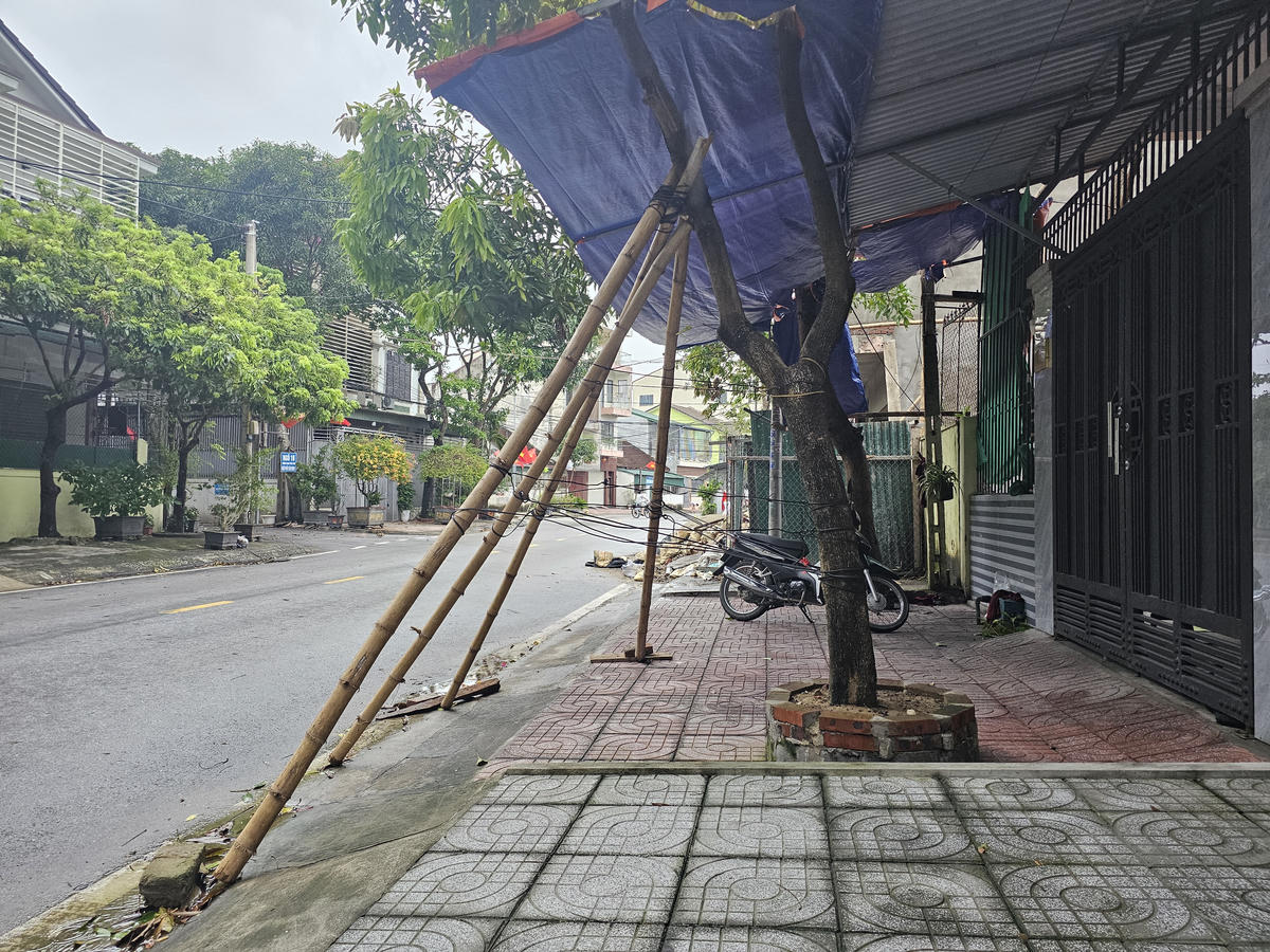 Một hộ dân nằm trên đường Phan Công Tích (phường Trường Vinh) dùng tre chằng chống cây trước nhà. Ảnh: Quốc Thanh.