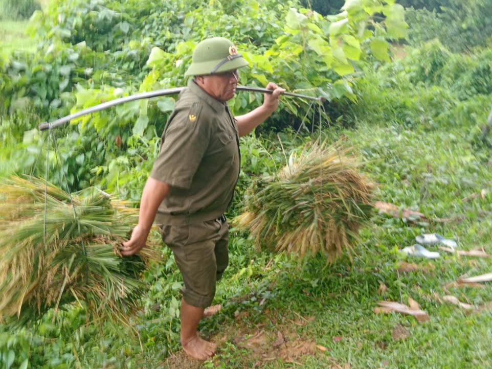 Chiều 28/9, tại xã Điền Quang, lực lượng Công an và tổ ANTT cũng trực tiếp xuống đồng, gặt lúa để chạy bão cho bà con. Ảnh: CAĐQ