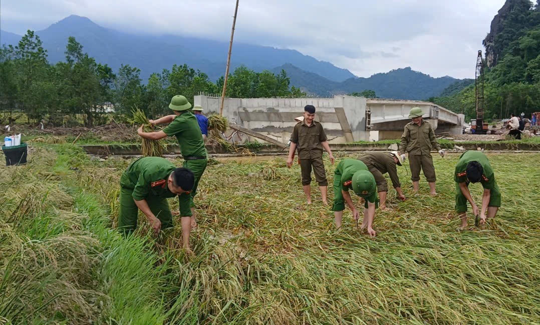 Tại xã Vạn Xuân, đêm 27/9, do mưa lớn kèm theo lũ từ thượng nguồn đổ về đã khiến hơn 2 ha lúa của 200 hộ dân ở thôn Ná Mén bị đổ rạp và ngập trong nước, nguy cơ mất trắng… Ảnh: CAVX