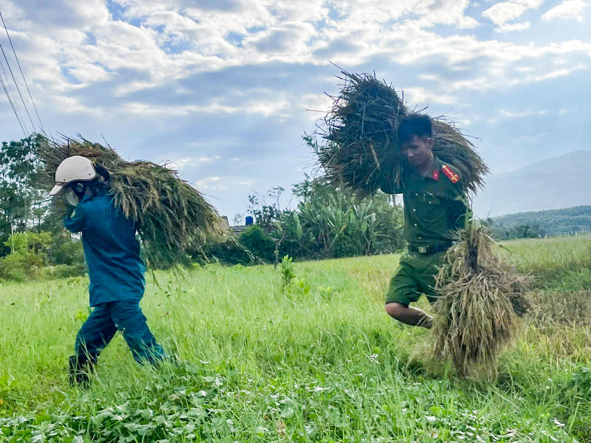 Trong sáng cùng ngày, hàng chục cán bộ Công an phường Đào Duy Từ cùng lực lượng dân quân, tổ ANTT ở cơ sở cũng đã xuống đồng gặt, vận chuyển lúa của người dân tại các khu vực bị ngập lụt đến điểm tập kết khô ráo. Ảnh: CAĐDT
