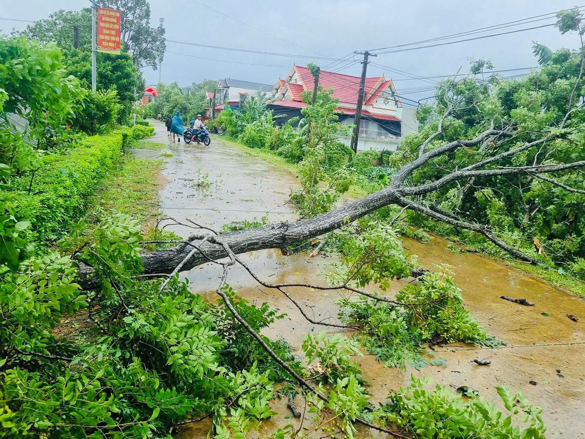 Cây xanh gãy đổ ở xã Tây Đô sáng 29/9. Ảnh: Đình Bắc.