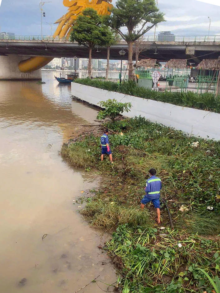 Rác tấp vào khu vực cầu Rồng trên sông Hàn. Ảnh: Nguyễn Tú.