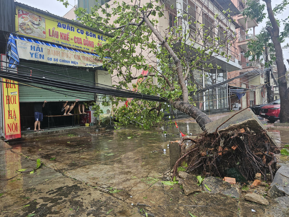 Một cây bàng ở đầu phố Hoài Thanh giao Nguyễn Du (phường Trường Vinh, tỉnh Nghệ An) bật gốc, ngả đổ đè lên bó cáp điện. Ảnh: Quốc Thanh.