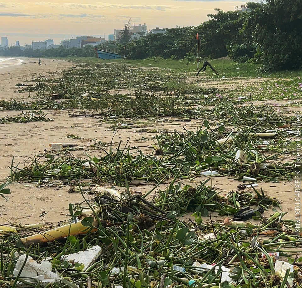 Rác phủ kín bãi tắm vịnh Đà Nẵng đường Nguyễn Tất Thành, phường Thanh Khê. Ảnh: Nguyễn Tú.