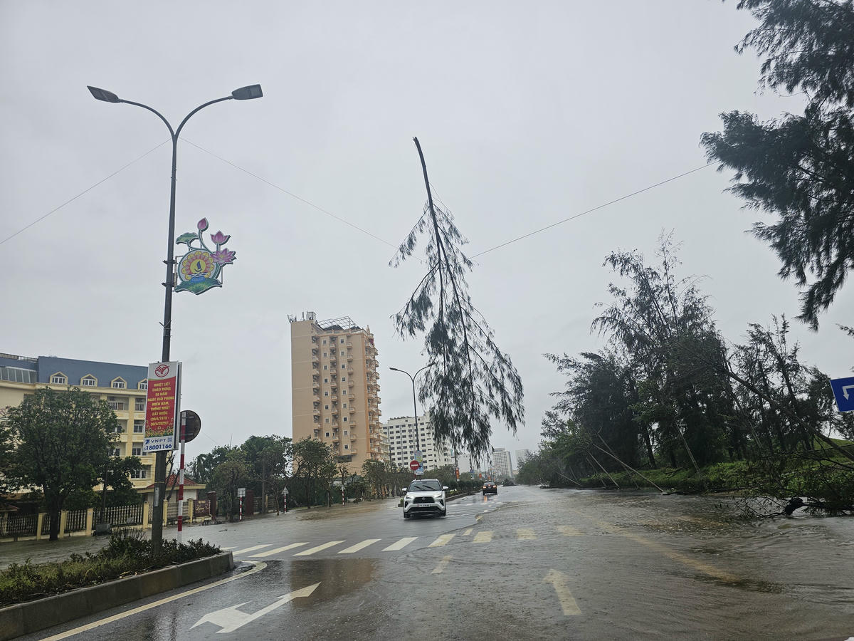 Cành phi lao bị mưa bão thổi bay, treo lơ lửng trên dây điện. Ảnh: Quốc Thanh.