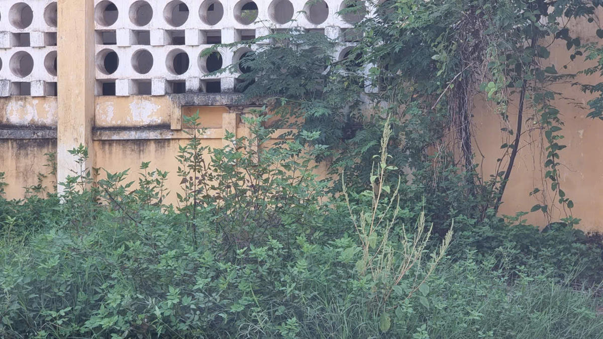 Một số đoạn phía ngoài sân mặc dù được dọn dẹp thường xuyên, nhưng một số khu vực không tránh khỏi bị cây dại mọc. Ảnh: Hương Trà.