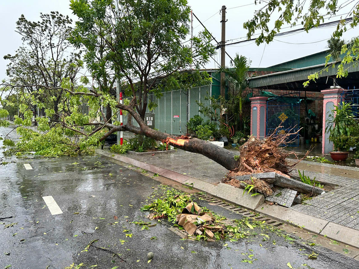 Hàng loạt cây xanh ở các tuyến đường phố trung tâm phường Thành Sen, tỉnh Hà Tĩnh bị bão xô đổ ngổn ngang.