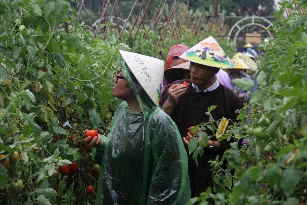 Du khách tham gia trải nghiệm trồng rau và thu hoạch nông sản
tại mô hình du lịch nông nghiệp ở ven đô. Ảnh: P. Sỹ.