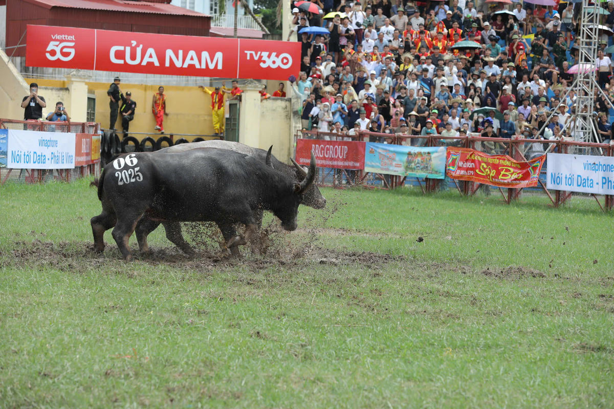 Trâu số 06 của ông Đinh Đình Phú (phường Đồ Sơn) vô địch lễ hội năm nay. Ảnh: VC.