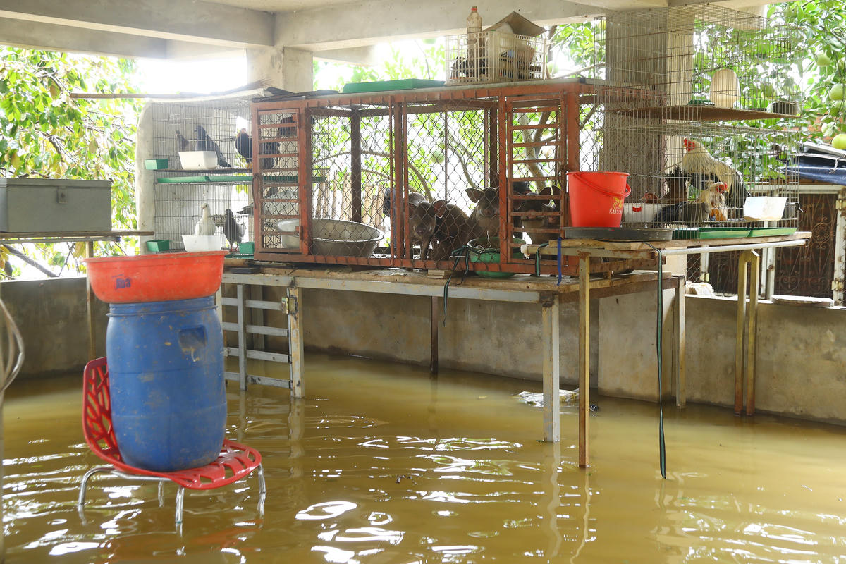 Vật nuôi được người dân kê cao, để tránh nước tiếp tục dâng.