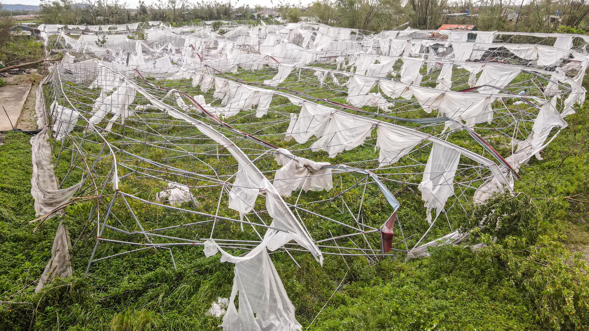 Khu vườn nho công nghệ cao rộng hơn 6.000 m2 trở thành một khung cảnh đổ nát. Ảnh: Cẩm Kỳ