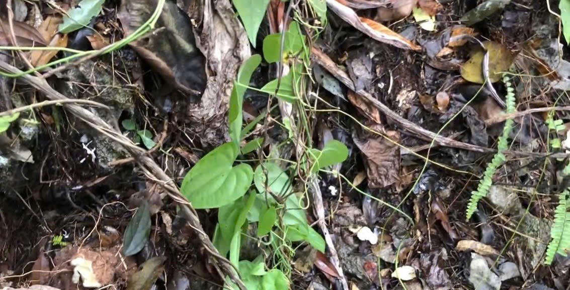 Nần nghệ: Hành trình tái sinh từ kinh nghiệm dân gian đến nghiên cứu y học chuyên sâu