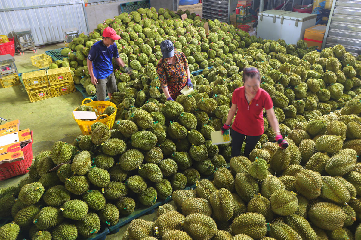 Sầu riêng được đánh giá là “ngôi sao” về tăng trưởng xuất khẩu trong tháng 9. Ảnh: Quốc Trung