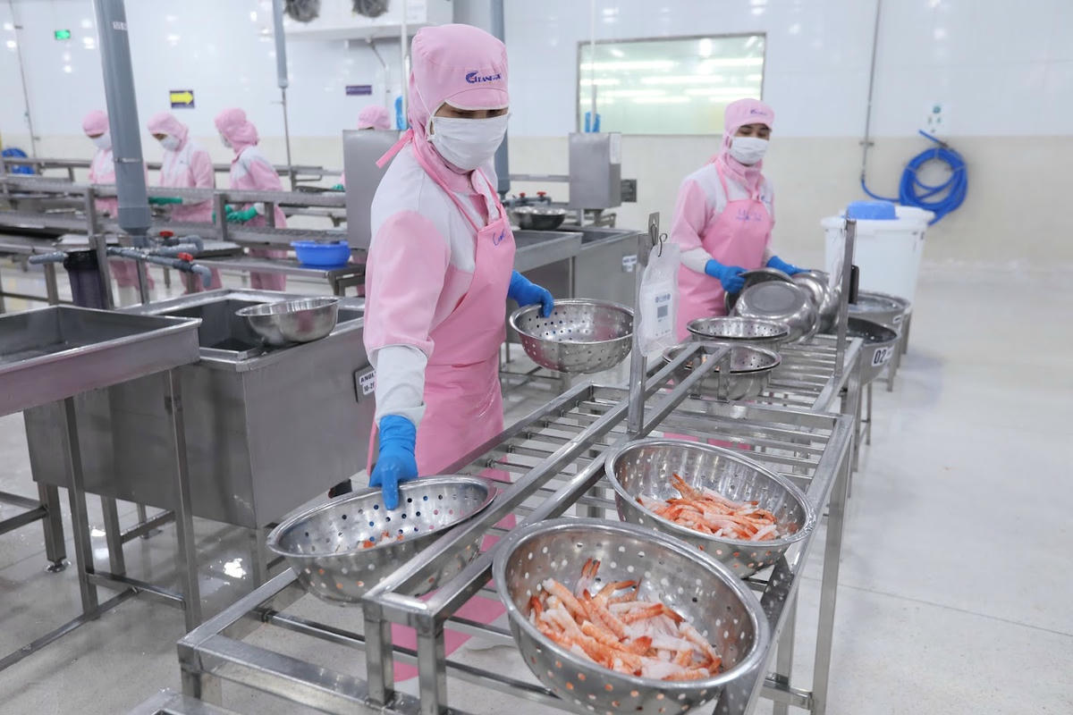 9 tháng năm 2025 tôm vẫn là mặt hàng chủ lực xuất khẩu thủy sản của Việt Nam. 	Ảnh: Quang Vinh