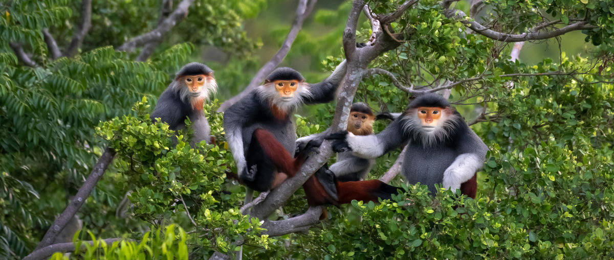 Voọc chà vá - "nữ hoàng linh trưởng" của bán đảo Sơn Trà. Ảnh: Trần Tấn Nghinh.