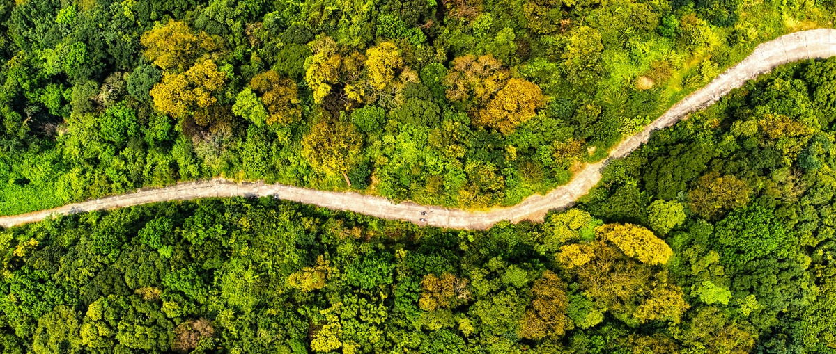 Cung đường tham quan tuyệt đẹp giữa rừng. Ảnh: Trần Minh Trí.