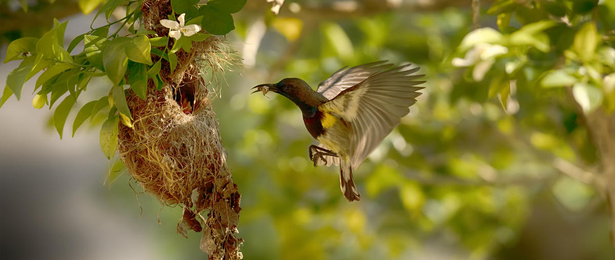 Chim hoang dã. Ảnh: Nguyễn Xuân Hà