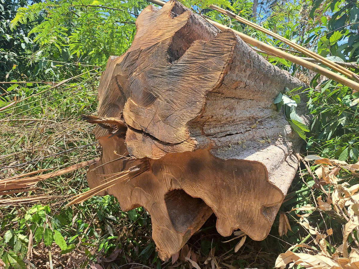 Hiện trường vụ đối tượng L.L. đón hạ cây rừng tự nhiên trái phép. Ảnh: CV.
