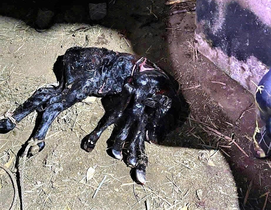 Con bê con 6 chân vừa sinh ra đã chết. Ảnh: CV.

