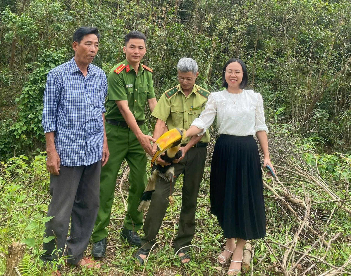 Phát hiện chim lạ bay vào vườn, người dân giao nộp cho cơ quan chức năng Phát hiện chim lạ bay vào vườn, người dân giao nộp cho cơ quan chức năng