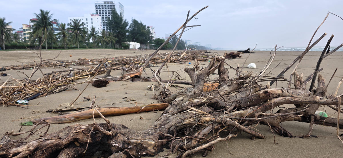 Gỗ, củi mục nằm xếp lớp trên bãi biển. Ảnh: Nguyễn Chung.