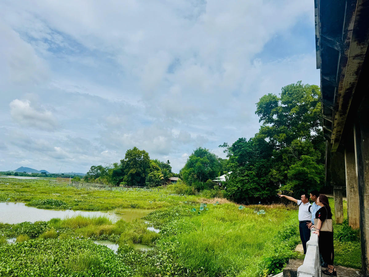 Bèo tây phủ kín mặt hồ. Ảnh: Thanh Nga.