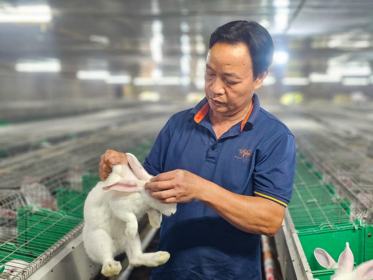 Ông Hợi bắt đầu khởi nghiệp với 150 con thỏ NewZealand. Ảnh: Đình Minh