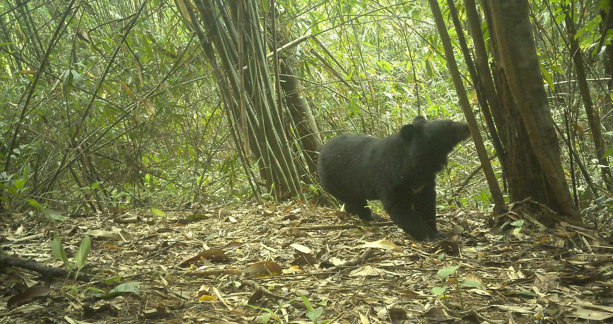 Gấu ngựa được phát hiện tại nhiều khu vực trong Vườn Quốc gia Chư Mom Ray. Ảnh: CV.