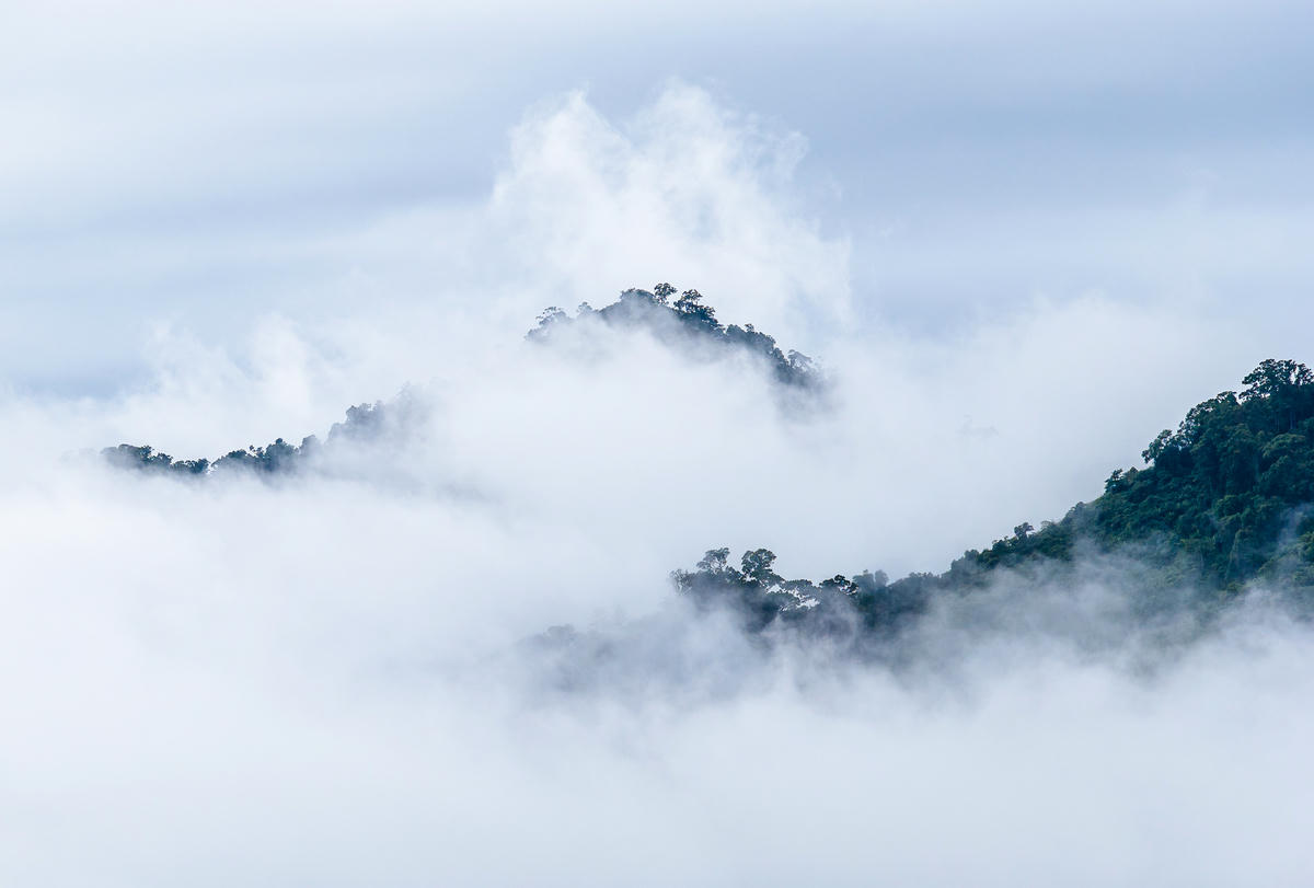 Trà Leng trong mây. Ảnh: Huỳnh Văn Truyền.