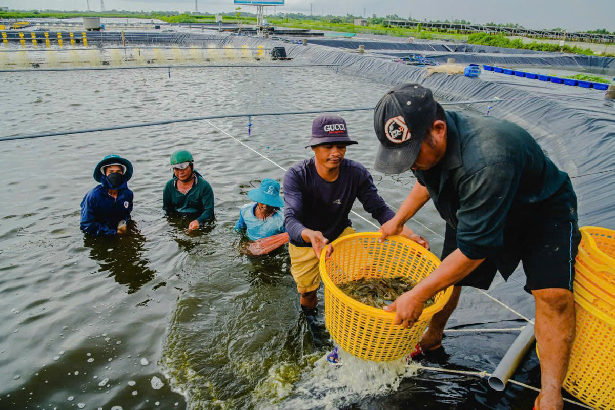Hiện giá tôm đang tăng cao, người nuôi tôm cầm được đồng lãi. Ảnh: Nguyên Du