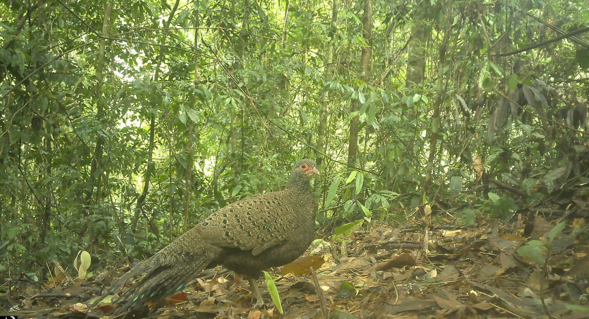 Gà tiền mặt đỏ phát hiện tại nhiều khu vực trong Vườn Quốc gia Chư Mom Ray. Ảnh: CV.

