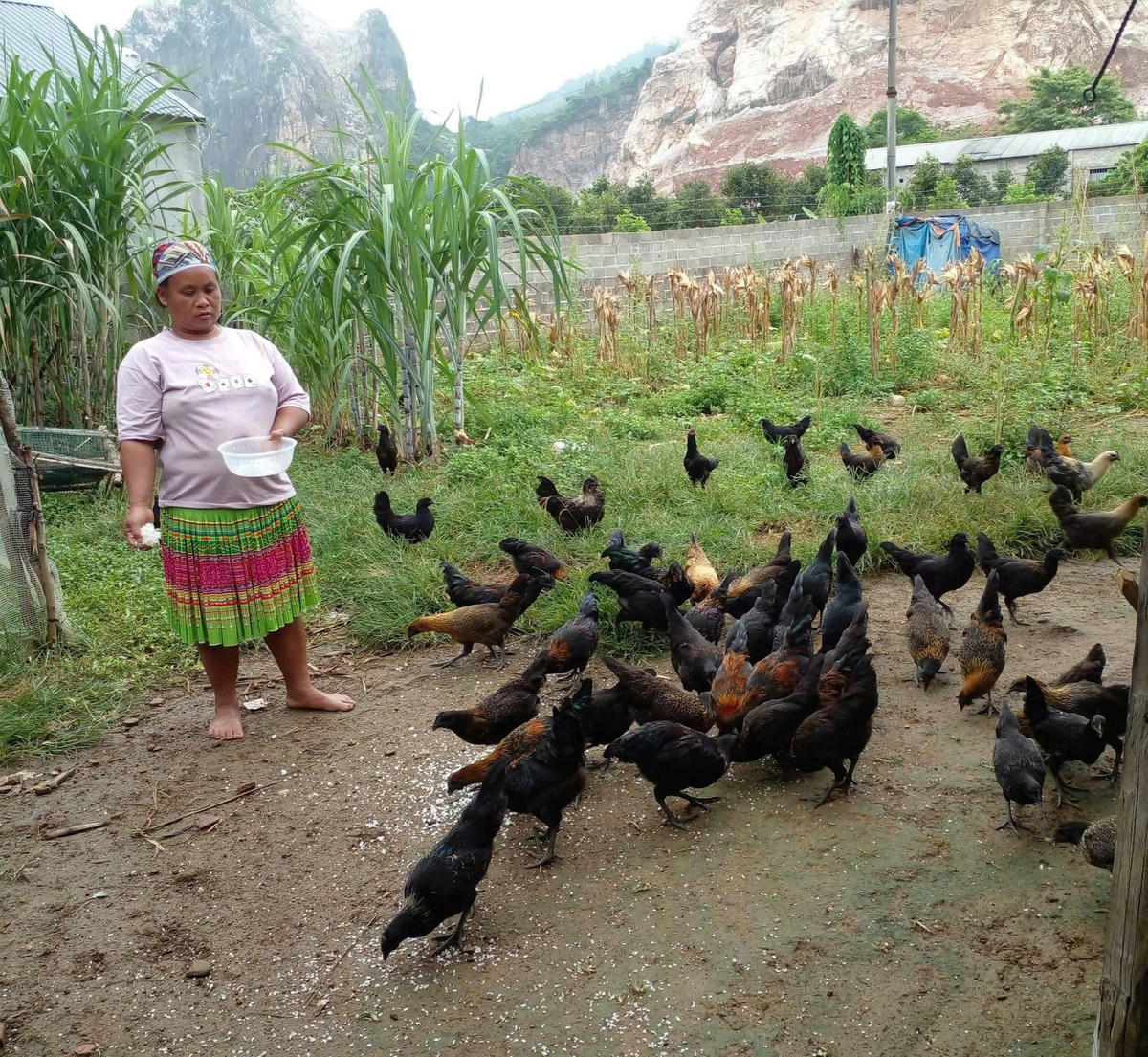 Nhiều chương trình mục tiêu quốc gia và chính sách dân tộc đã được triển khai kịp thời, tạo động lực thúc đẩy kinh tế hộ gia đình tại xã Đồng Hỷ.