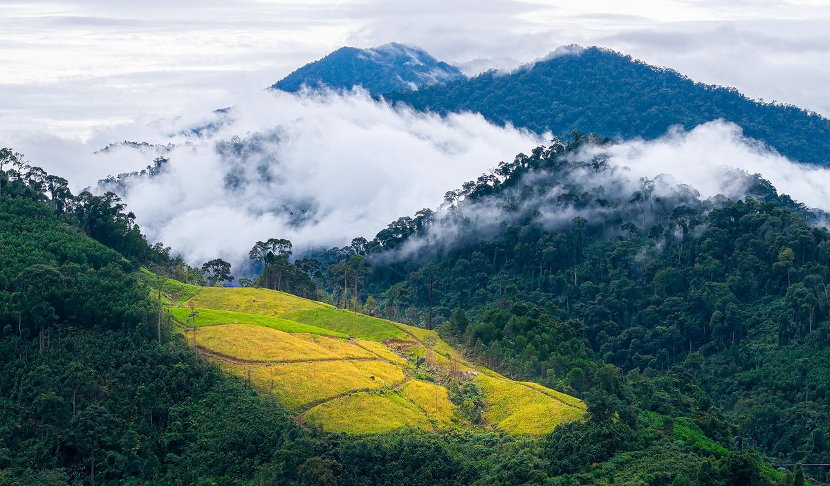 Tác phẩm Mùa vàng trên mây (giải nhì). Ảnh: Huỳnh Văn Truyền.