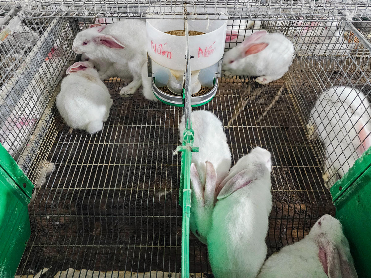 Trang trại của ông Hợi hiện đang nuôi khoảng 20.000 con thỏ. Ảnh: Đình Minh