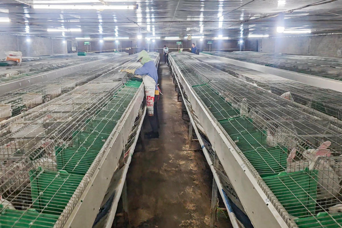 Bên trong 5 dãy chuồng trại của ông Hợi. Ảnh: Đình Minh