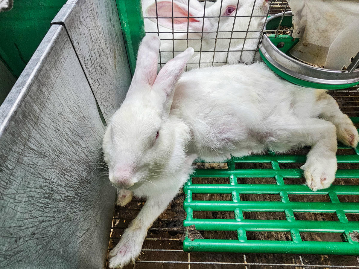 Những con thỏ xuất bán cho công ty nước ngoài có trọng lượng trung bình trên 2kg. Ảnh: Đình Minh