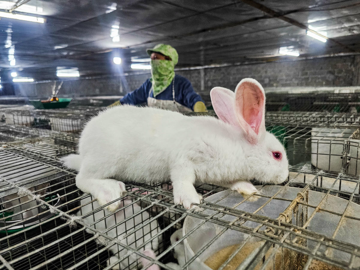 Nuôi thỏ ngoại, ông nông dân thu gần 2 tỷ đồng/năm