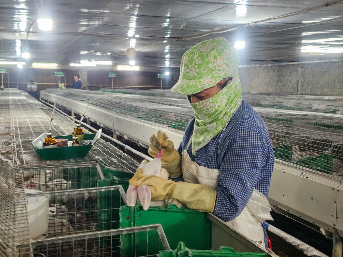 Quy trình nuôi thỏ tại trang trại được tuân thủ nghiêm ngặt. Ảnh: Đình Minh