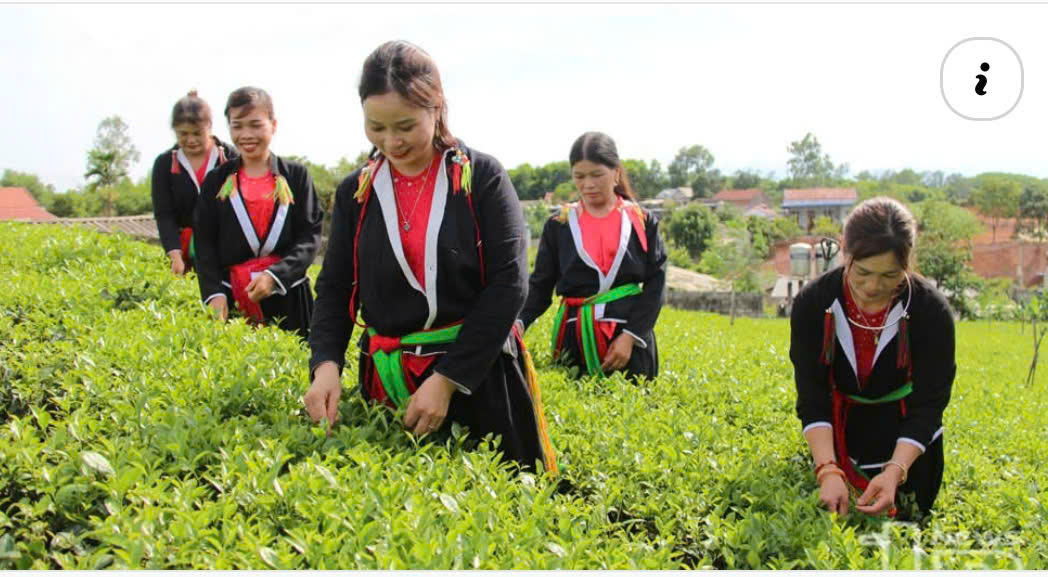 Người dân làng nghề chè Phú Lợi đang chăm sóc, thu hoạch chè.