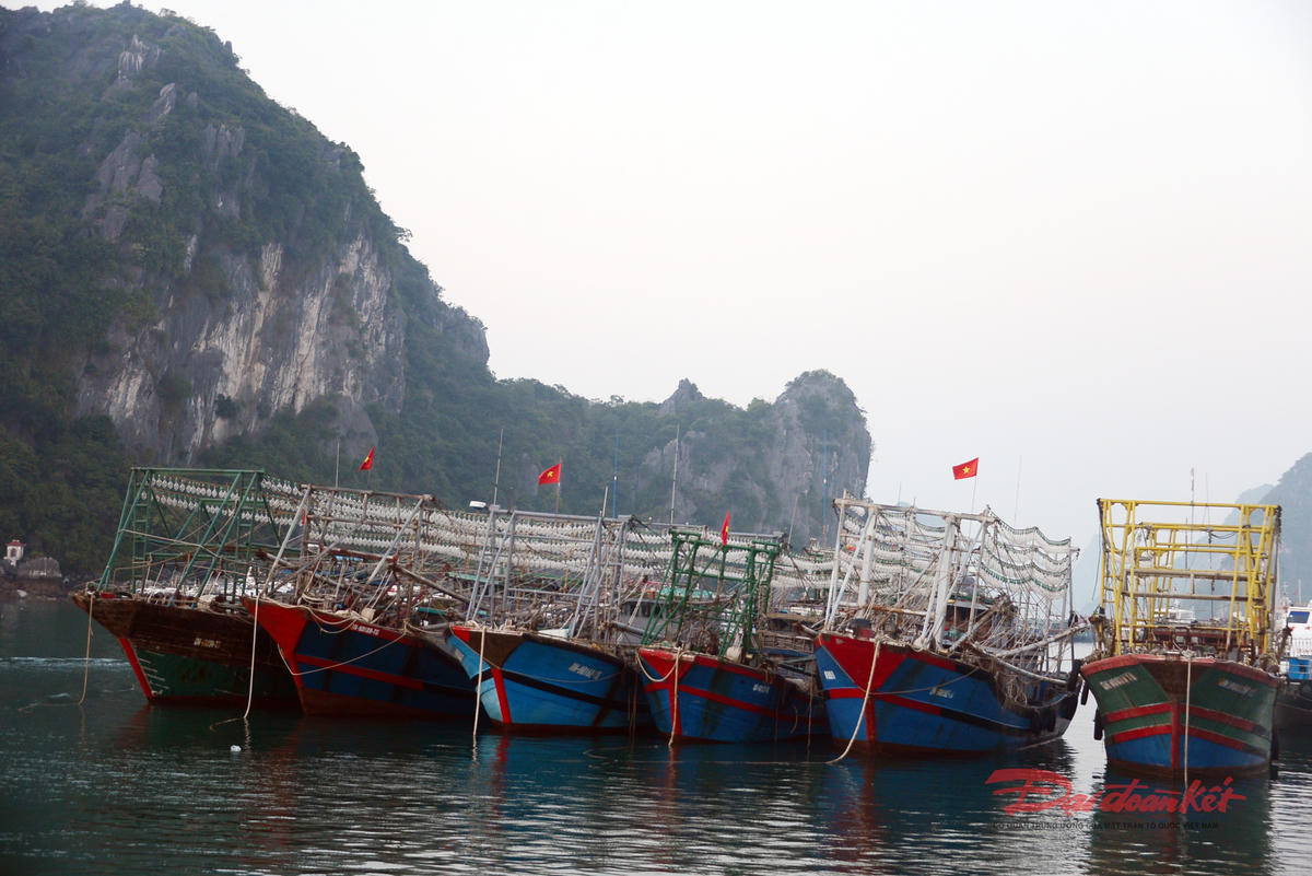 Đội tàu cá của Quảng Ninh phát triển lớn mạnh trong những năm gần đây. Ảnh: Nguyễn Quý.