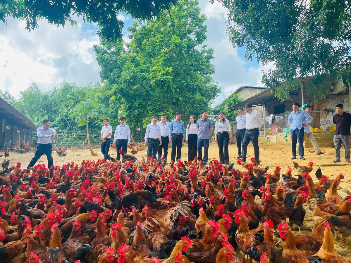 Mô hình chăn nuôi gà đồi đã tạo thu nhập cao và ổn định cho nhiều hộ dân ở Tân Khánh.