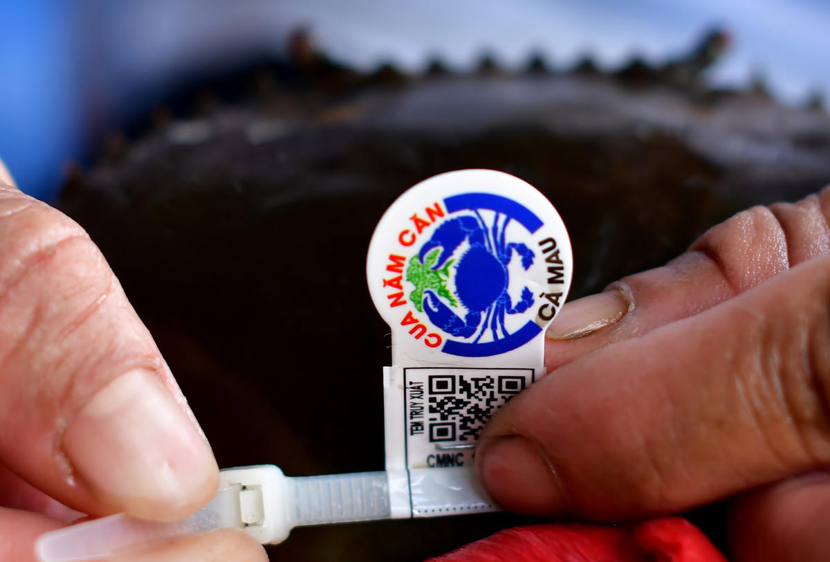 Con Cua Năm Căn Cà Mau được cung cấp mã vạch để khách hàng có thể truy xuất nguồn gốc xuất sứ. Ảnh: Trung Kiên. 