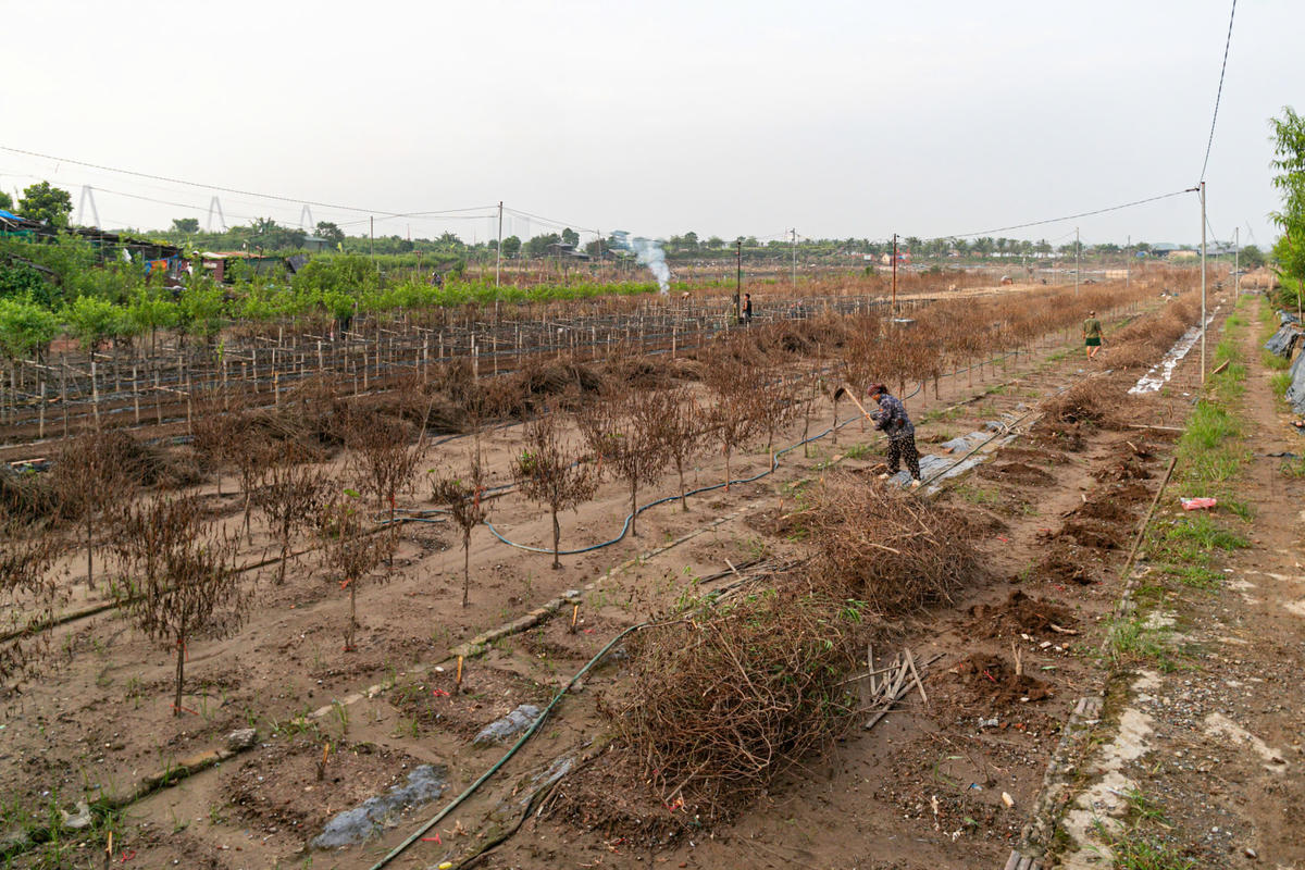 Chia sẻ với PV Báo Đại đoàn kết chủ vườn đào Huệ Đinh cho biết, “Năm ngoái, bão Yagi đã khiến toàn bộ vườn đào của gia đình tôi mất trắng. Năm nay, thêm 500 gốc đào nữa cũng hư hại hết. Thiên tai đến thì đành chịu, giờ chỉ biết khẩn trương trồng lại để kịp vụ mới.