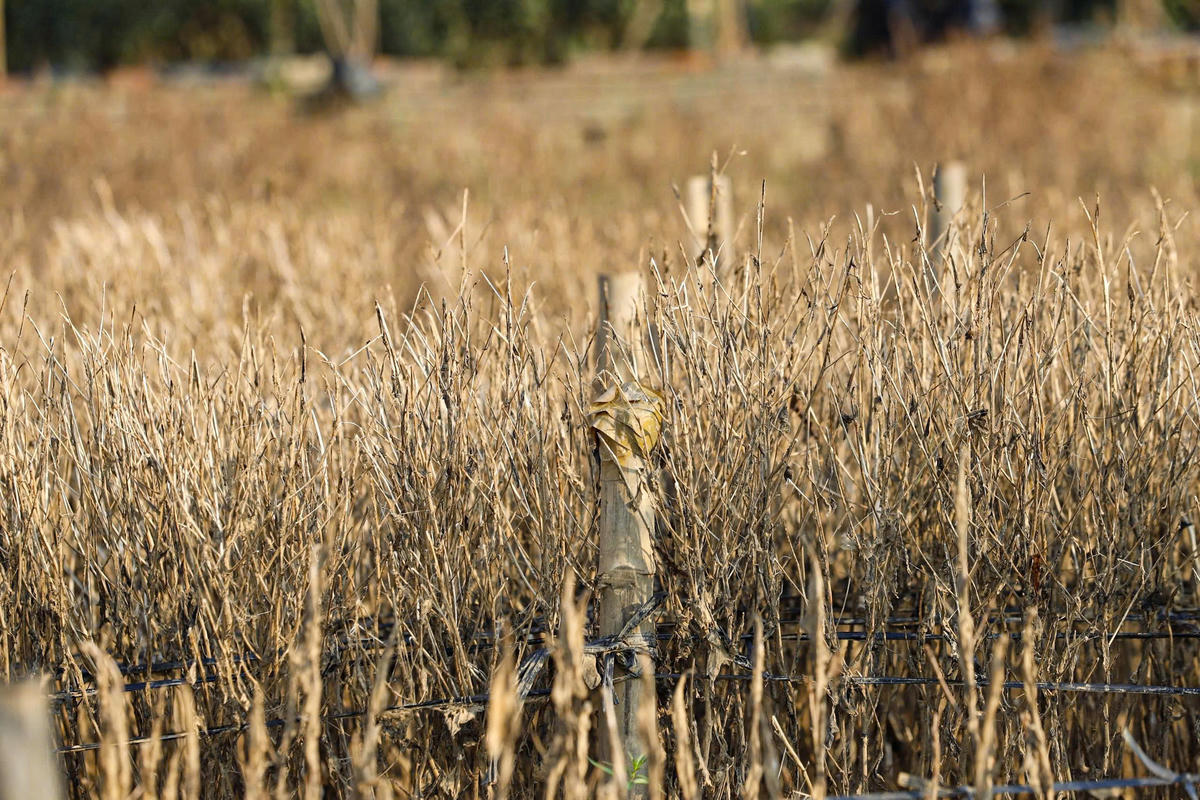 Từng gốc cây chết khô được người dân nhanh chóng nhổ bỏ, cải tạo đất để kịp xuống giống vụ hoa màu ngắn ngày, mong gỡ gạc lại phần nào thiệt hại.