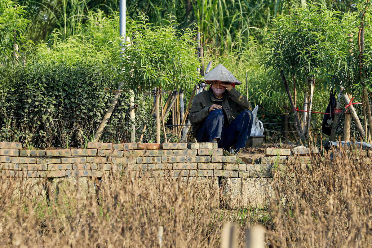 Nhìn vườn cây chết úa, nhiều người dân làng đào Nhật Tân chỉ biết 'thở dài'.